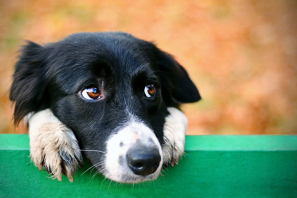 Chien à donner cause déménagement